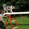 agility 2011-08